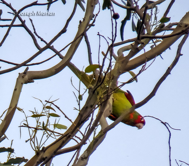 Guayaquil Papağanı - ML308584801