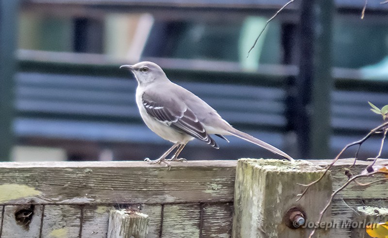 Northern Mockingbird - Joseph Morlan