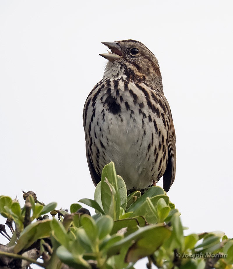 Song Sparrow - ML308585221