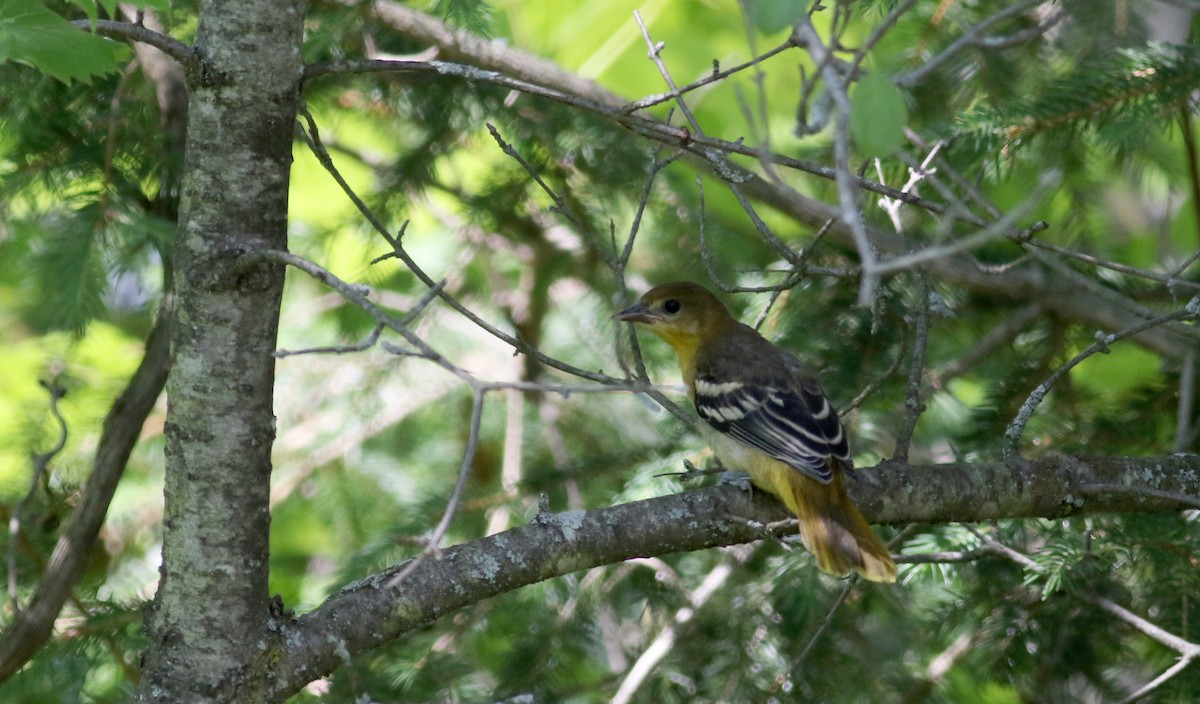 Baltimore Oriole - ML30858591