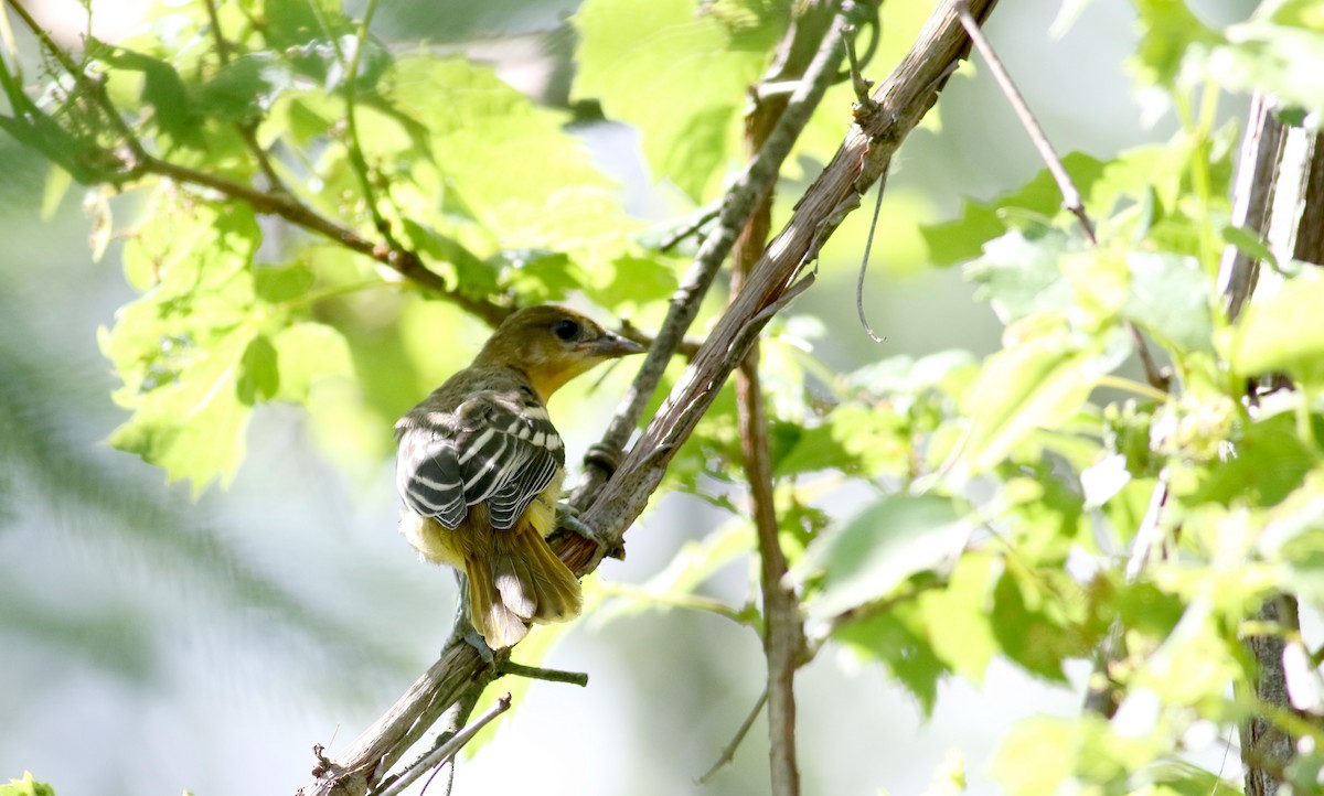 Baltimore Oriole - ML30858621