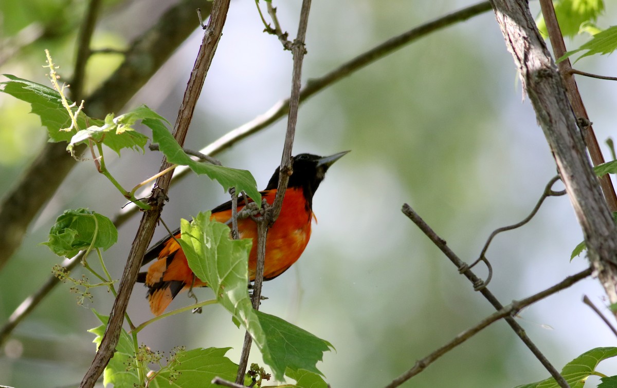 Baltimore Oriole - ML30858631