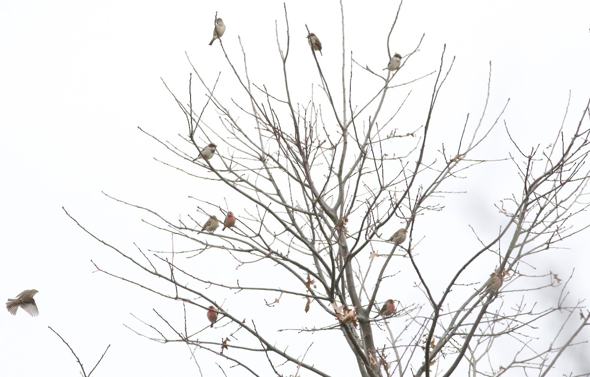 House Finch - ML308586701