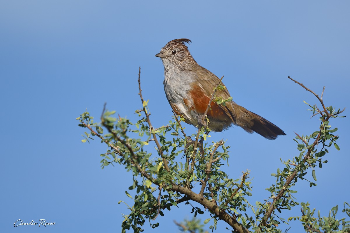Gallito Copetón - ML308586741