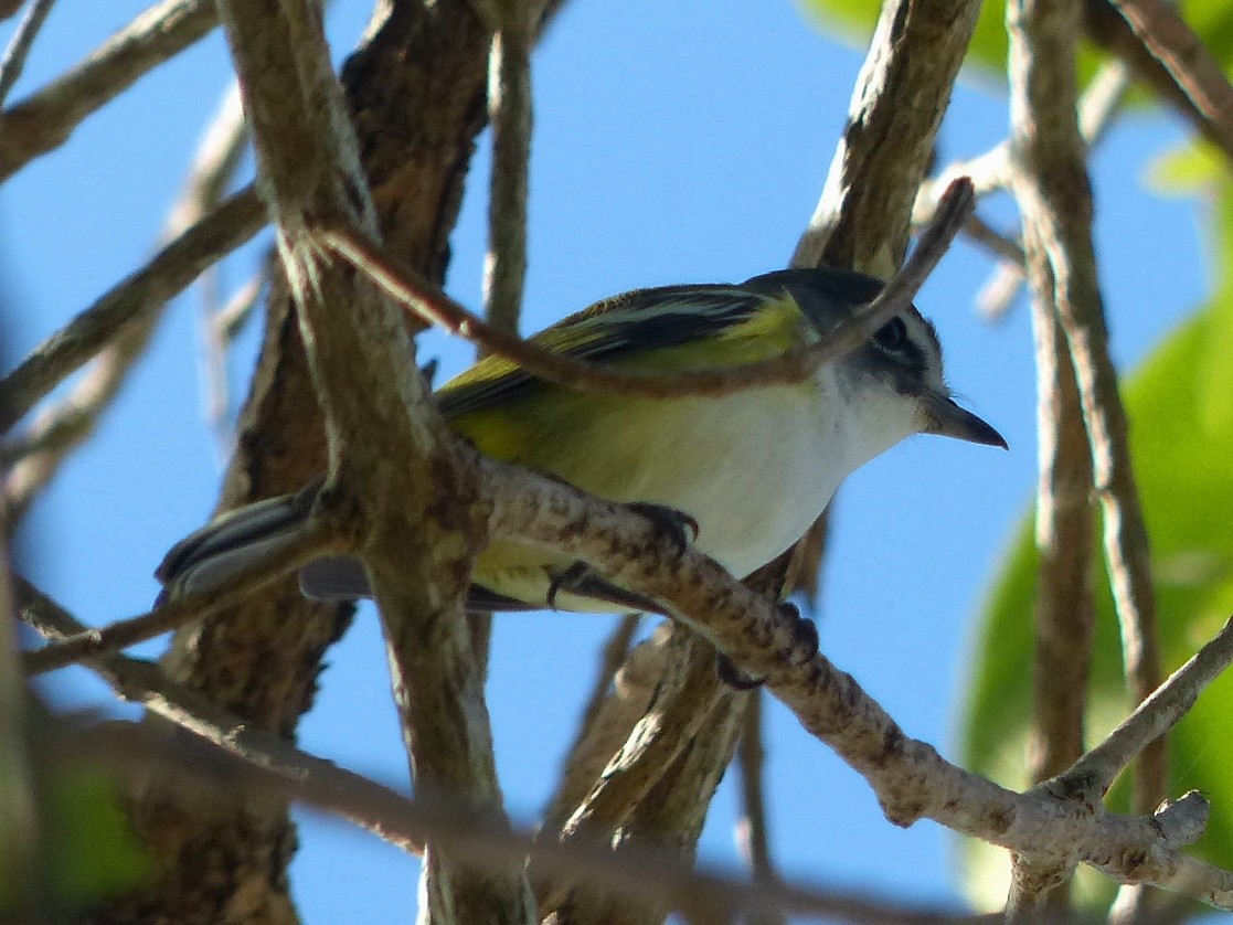 Viréo à tête bleue - ML308587551