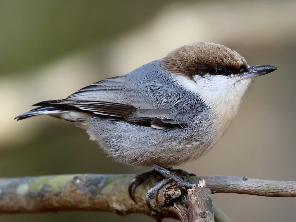 Adult