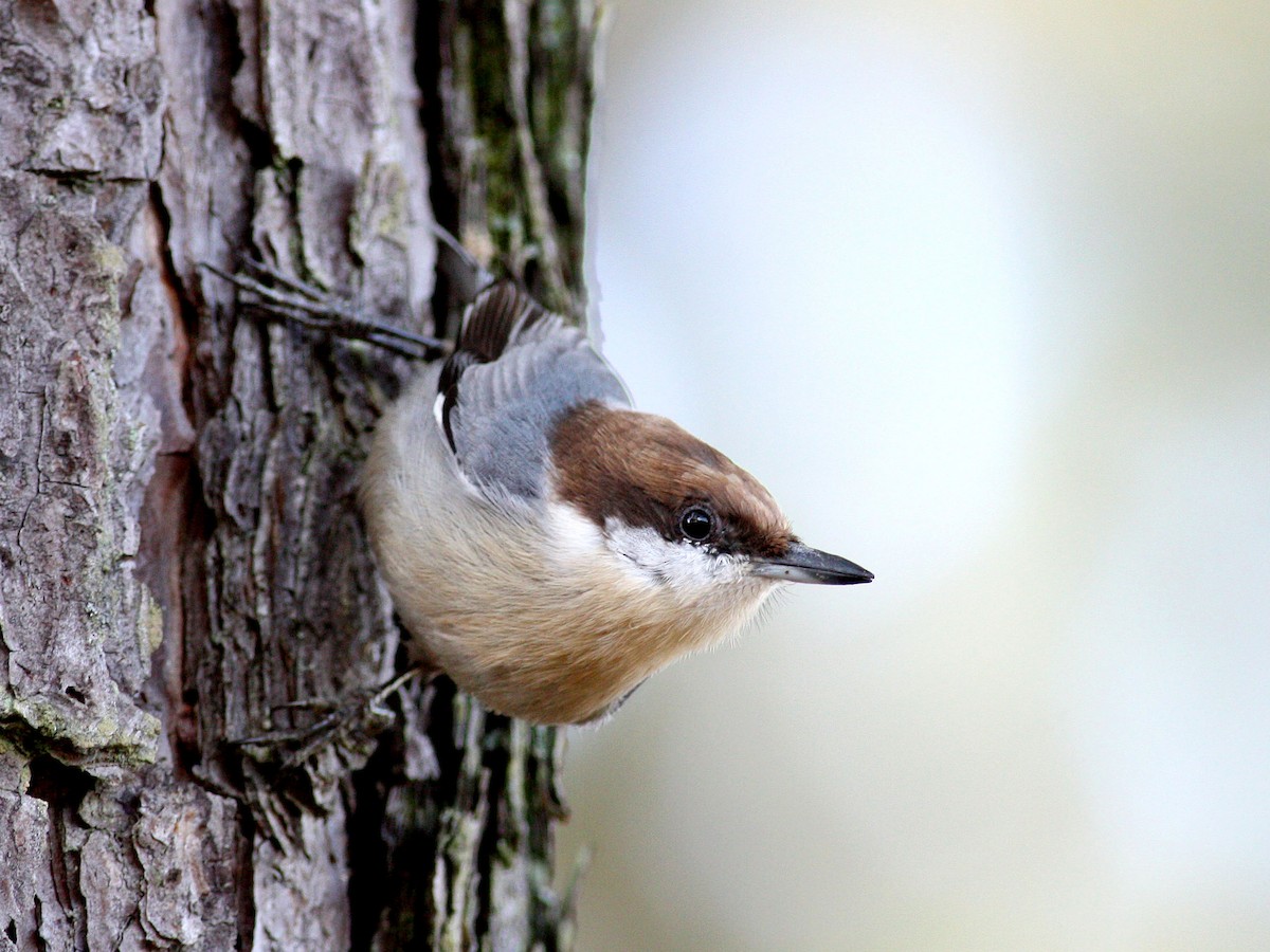 Adult