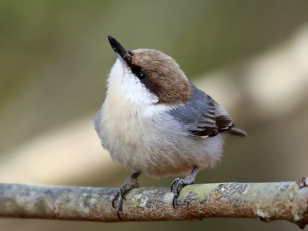 Adult