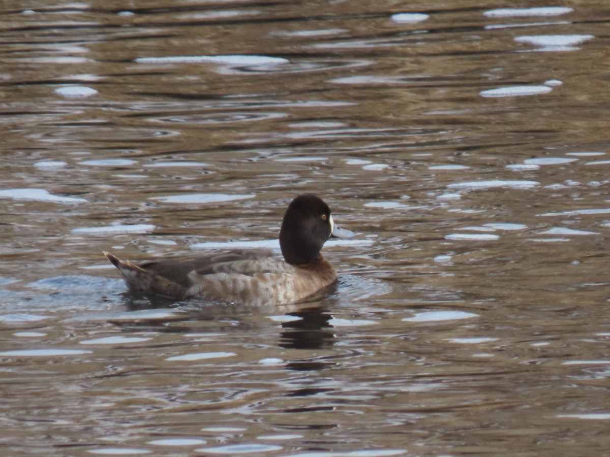 Lesser Scaup - ML308589831