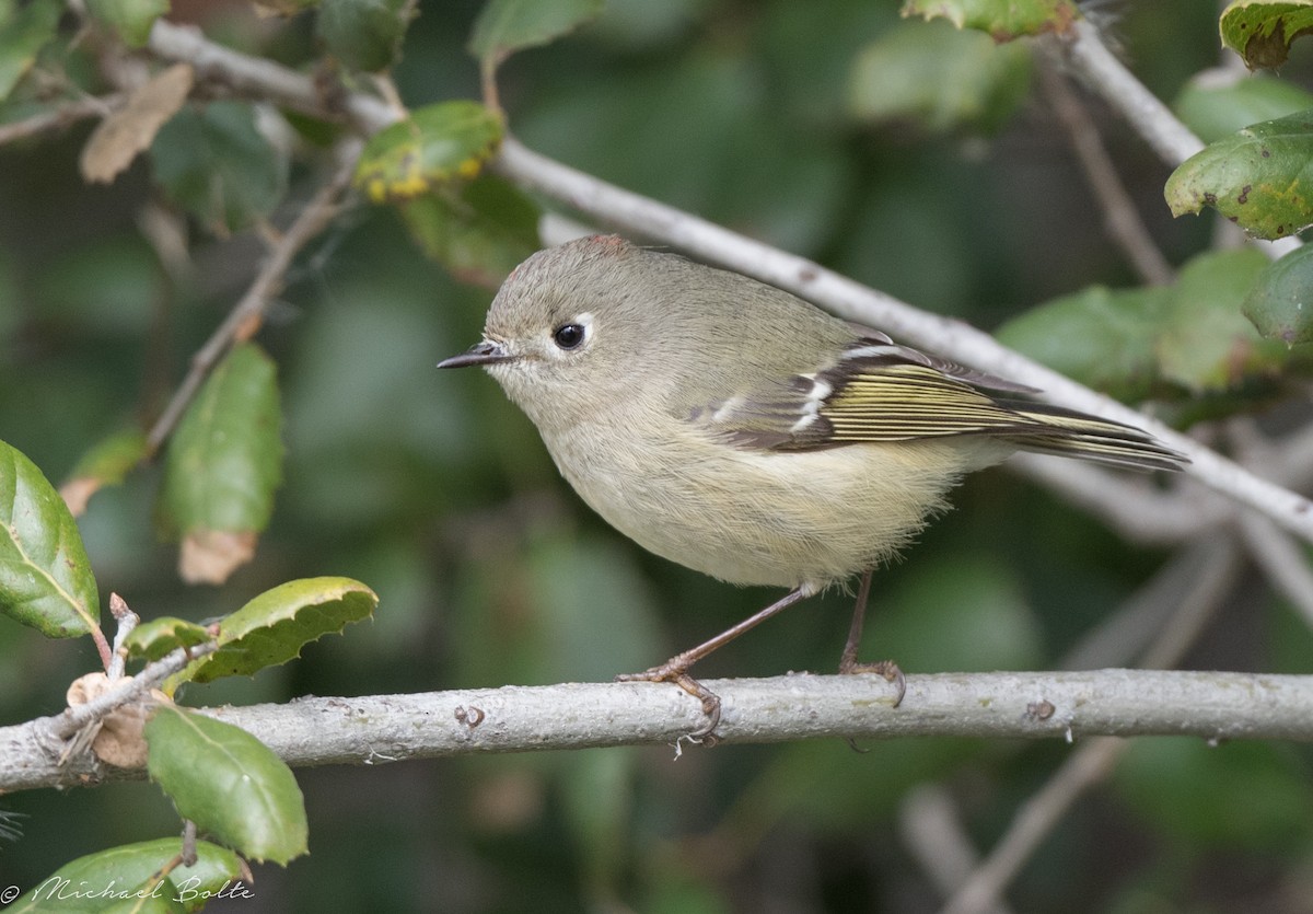 Ruby-crowned Kinglet - Michael Bolte