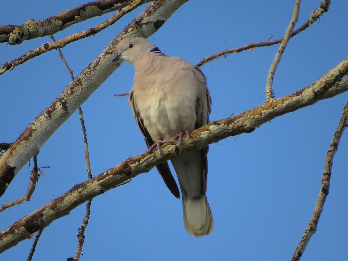 African Collared-Dove - Ted Floyd