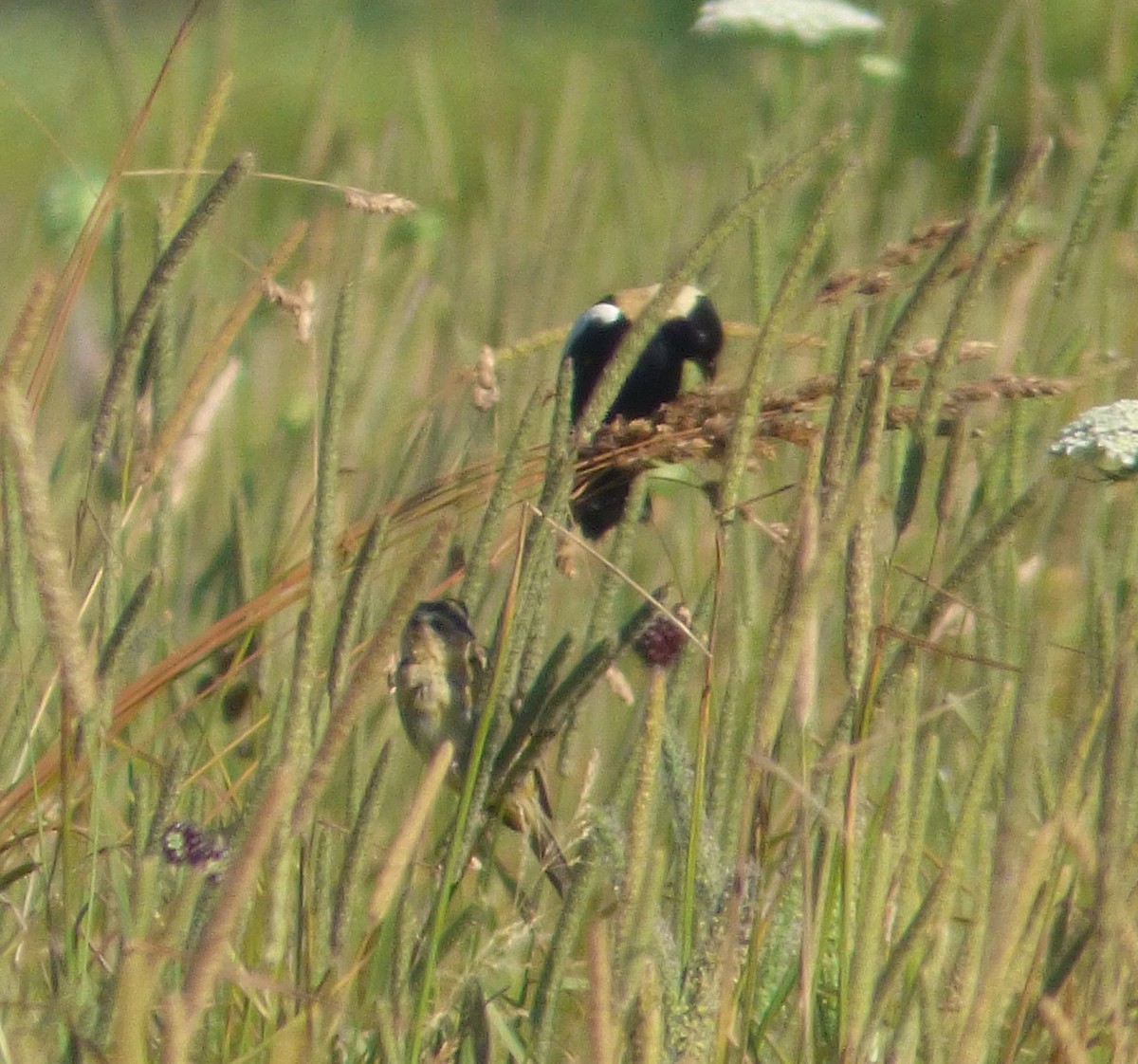 Bobolink - Mary  McMahon