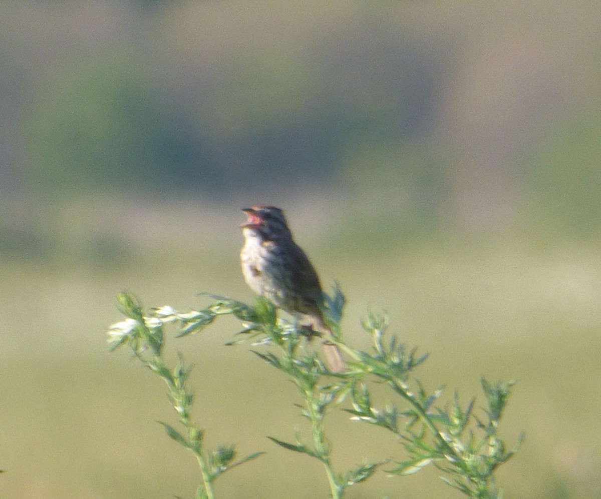 Song Sparrow - ML30859341