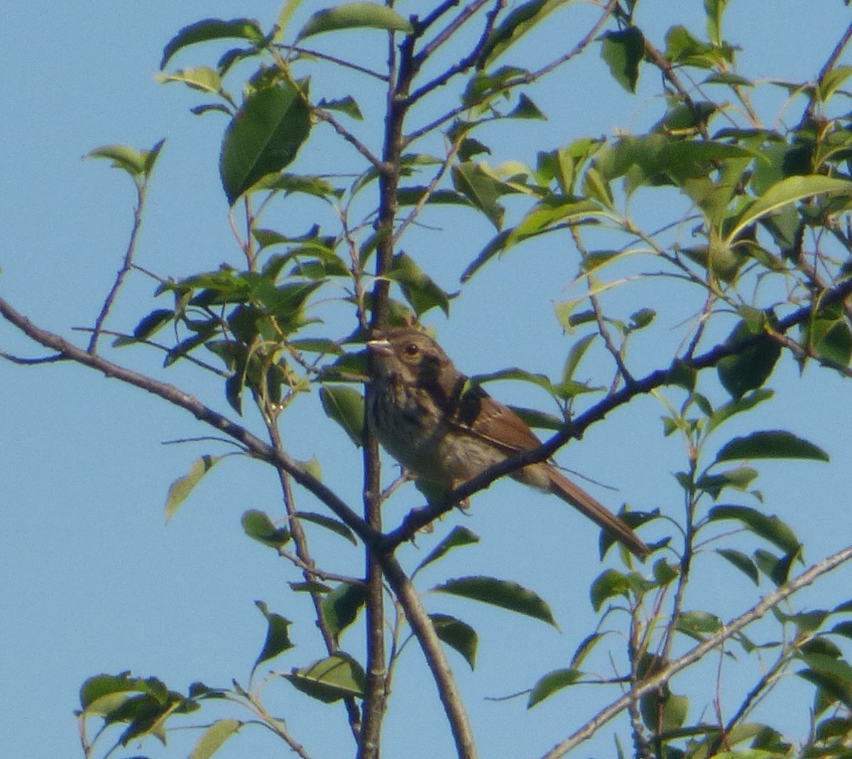 Song Sparrow - ML30859351