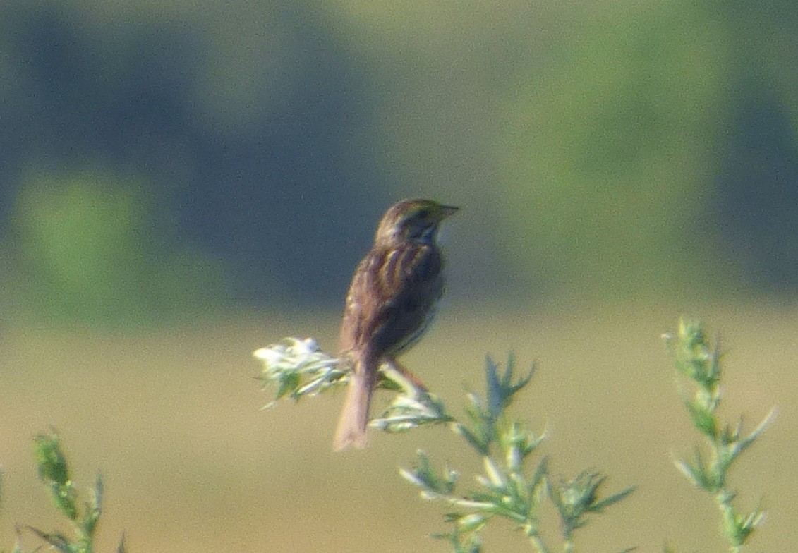 Savannah Sparrow - ML30859471