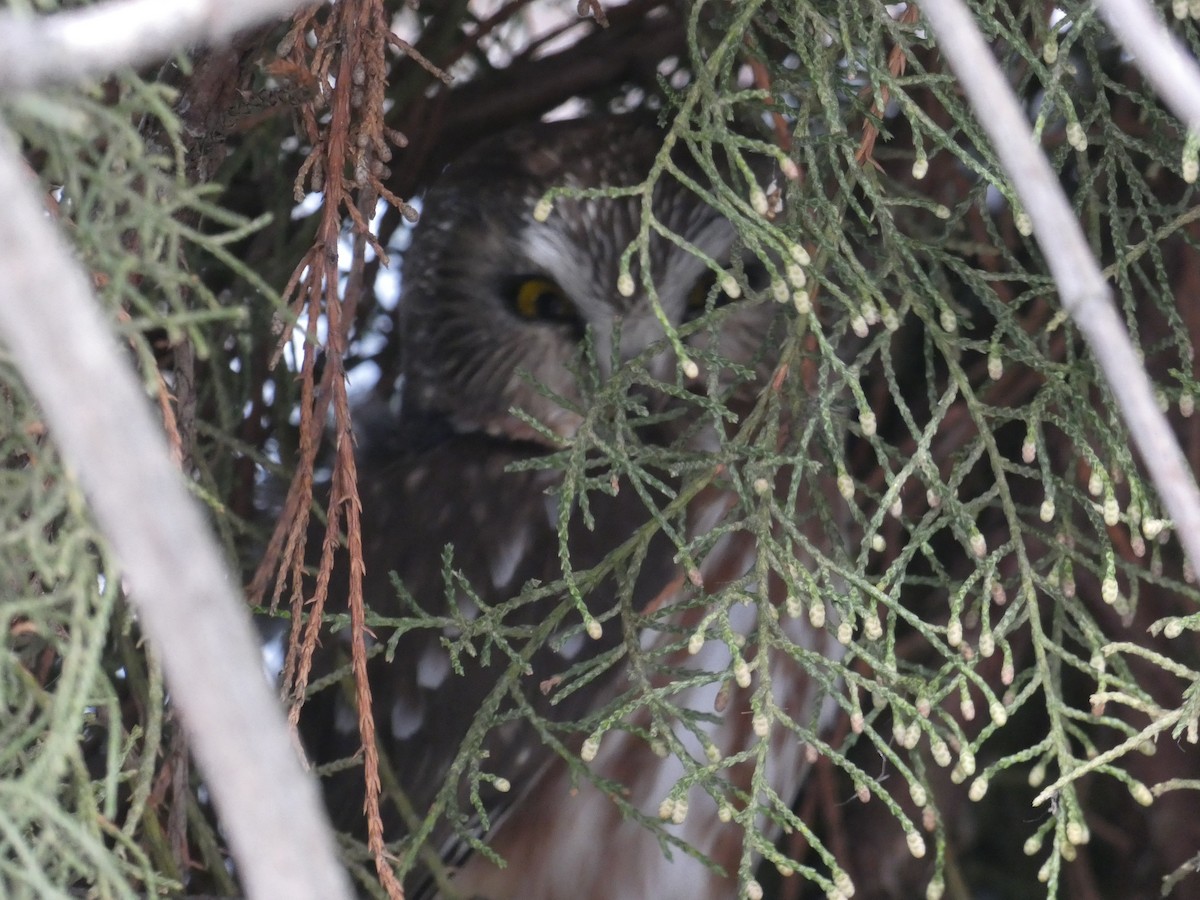 Northern Saw-whet Owl - ML308595191