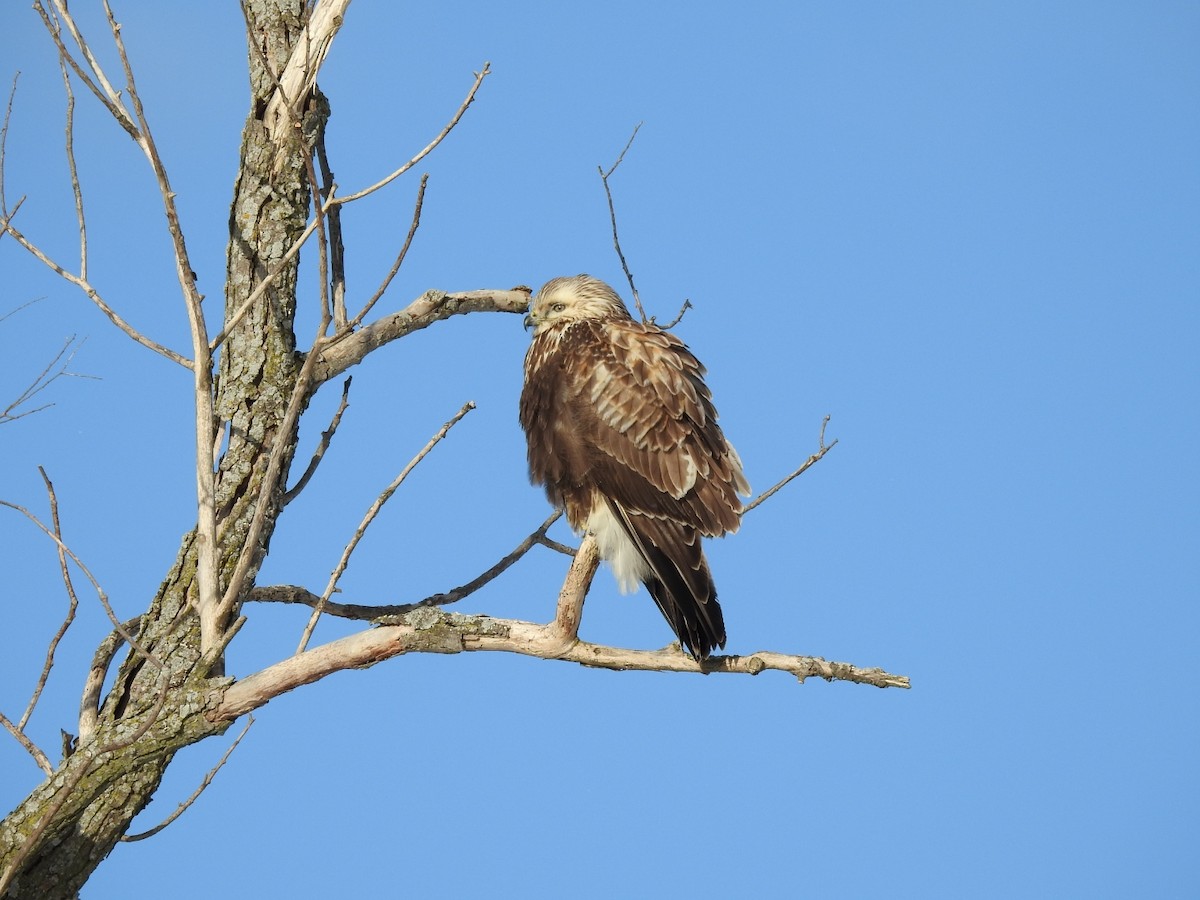 Rough-legged Hawk - Bob McAlear