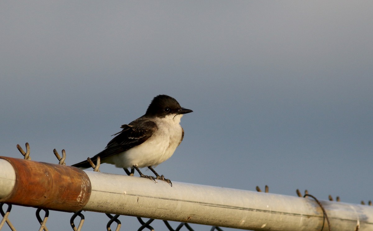 Eastern Kingbird - ML30859591