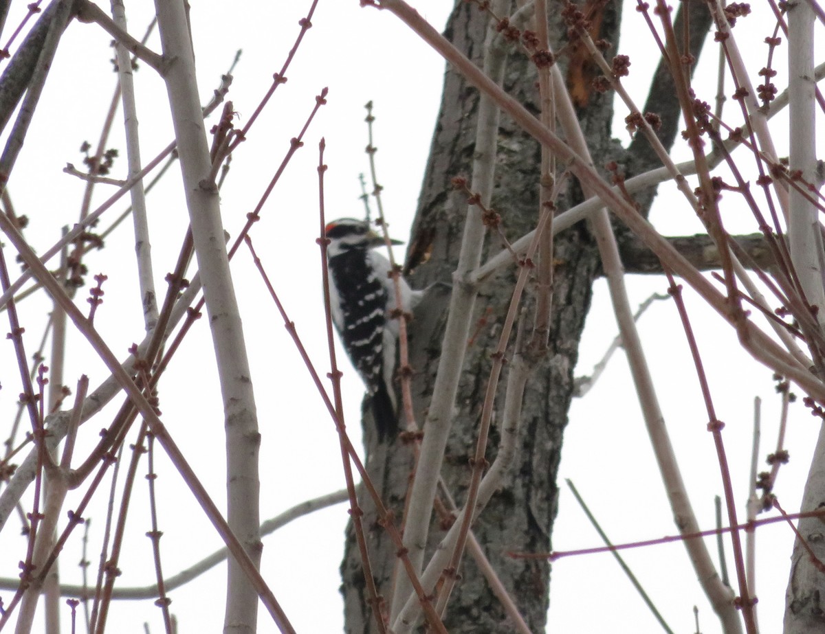 Hairy Woodpecker - Laura Goggin