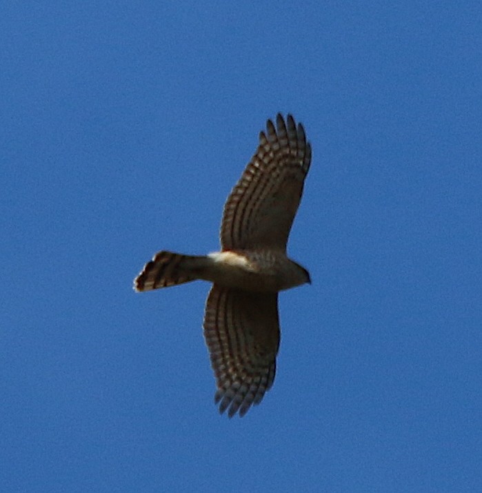 Sharp-shinned Hawk - ML308596531