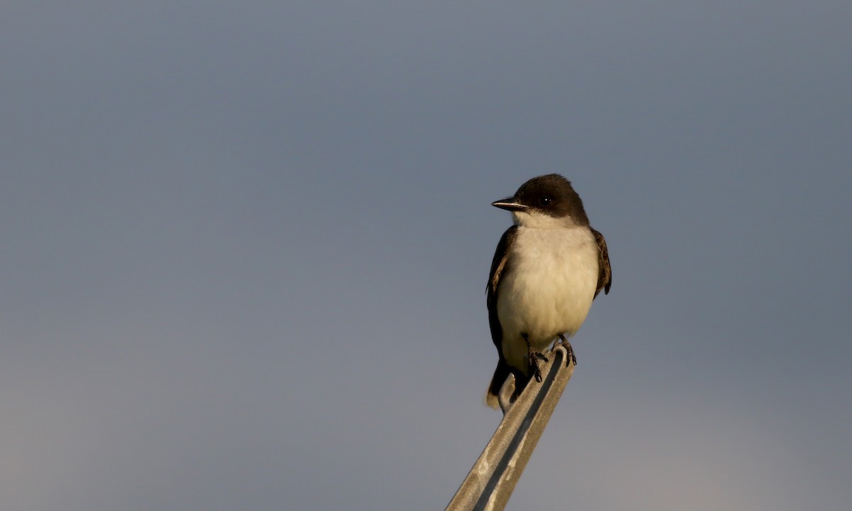 Eastern Kingbird - ML30859671