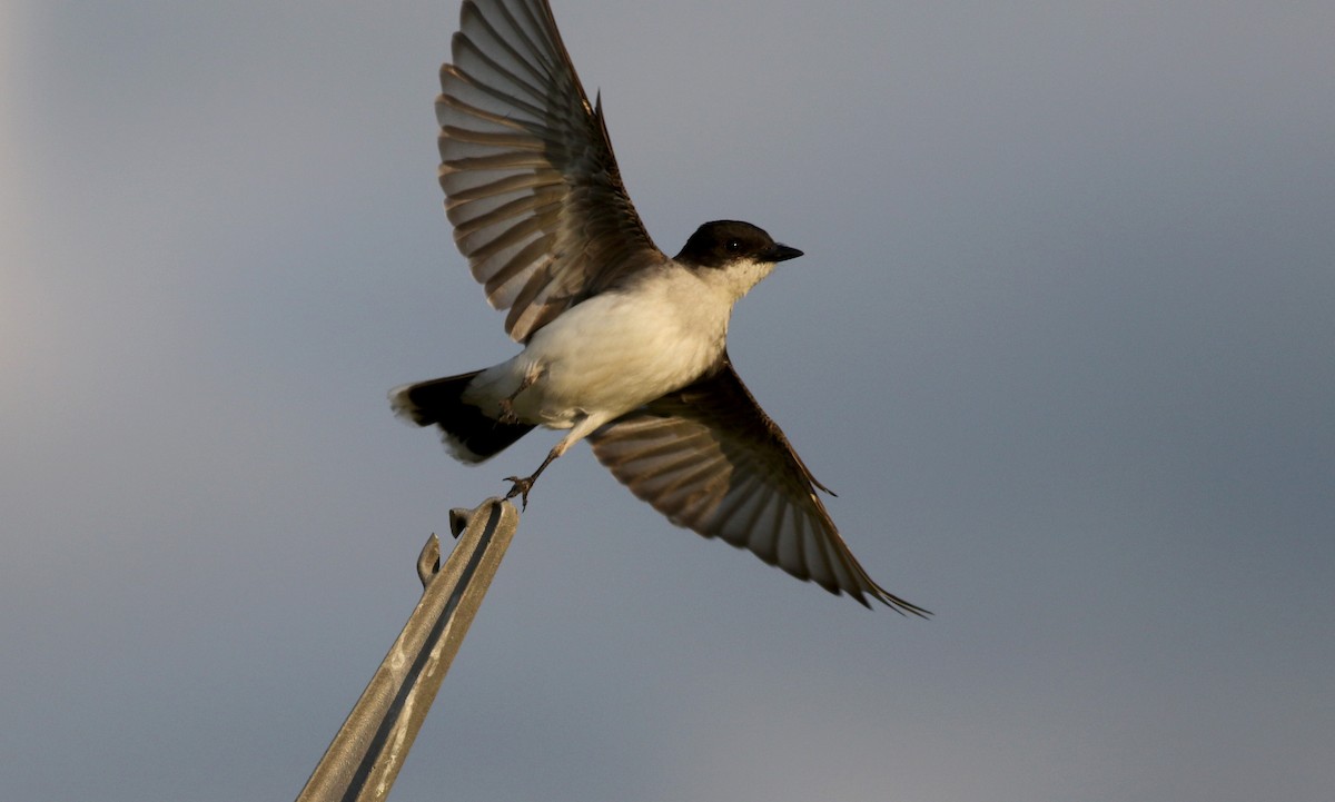 Eastern Kingbird - ML30859701