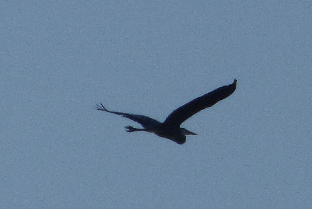 Great Blue Heron - ML30859721