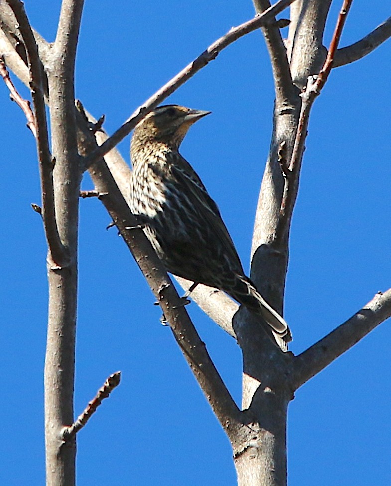 Red-winged Blackbird - ML308597391