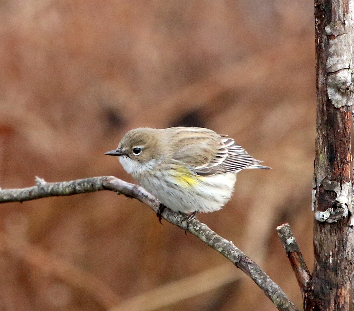 Yellow-rumped Warbler - ML308597441