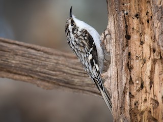 Adult - Brown Creeper