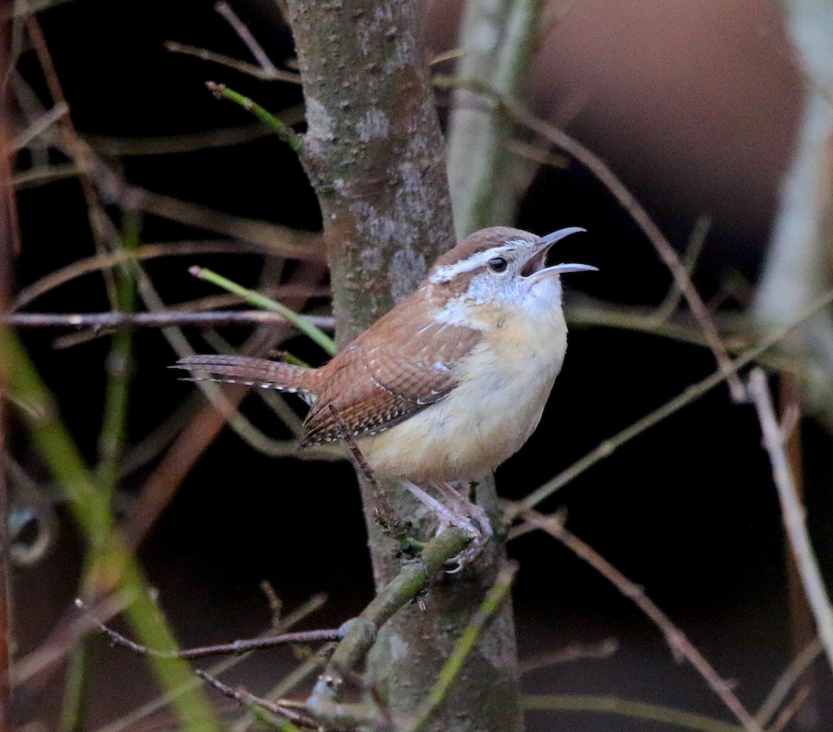 Carolina Wren - ML308597791