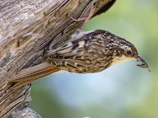 Adult - Brown Creeper