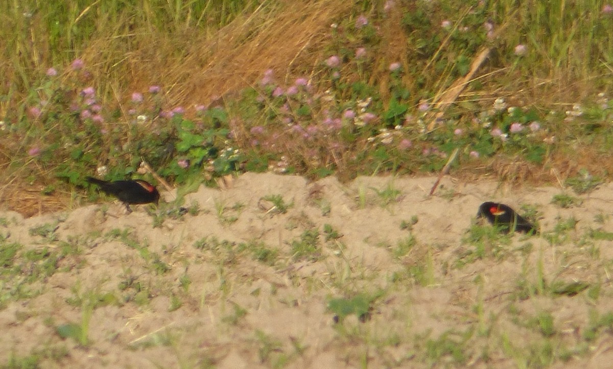 Red-winged Blackbird - ML30859791