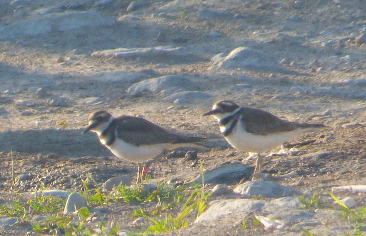 Killdeer - ML30859831