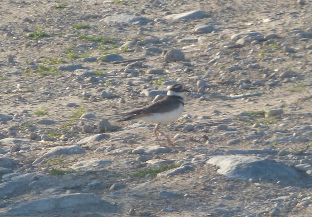 Killdeer - ML30859841