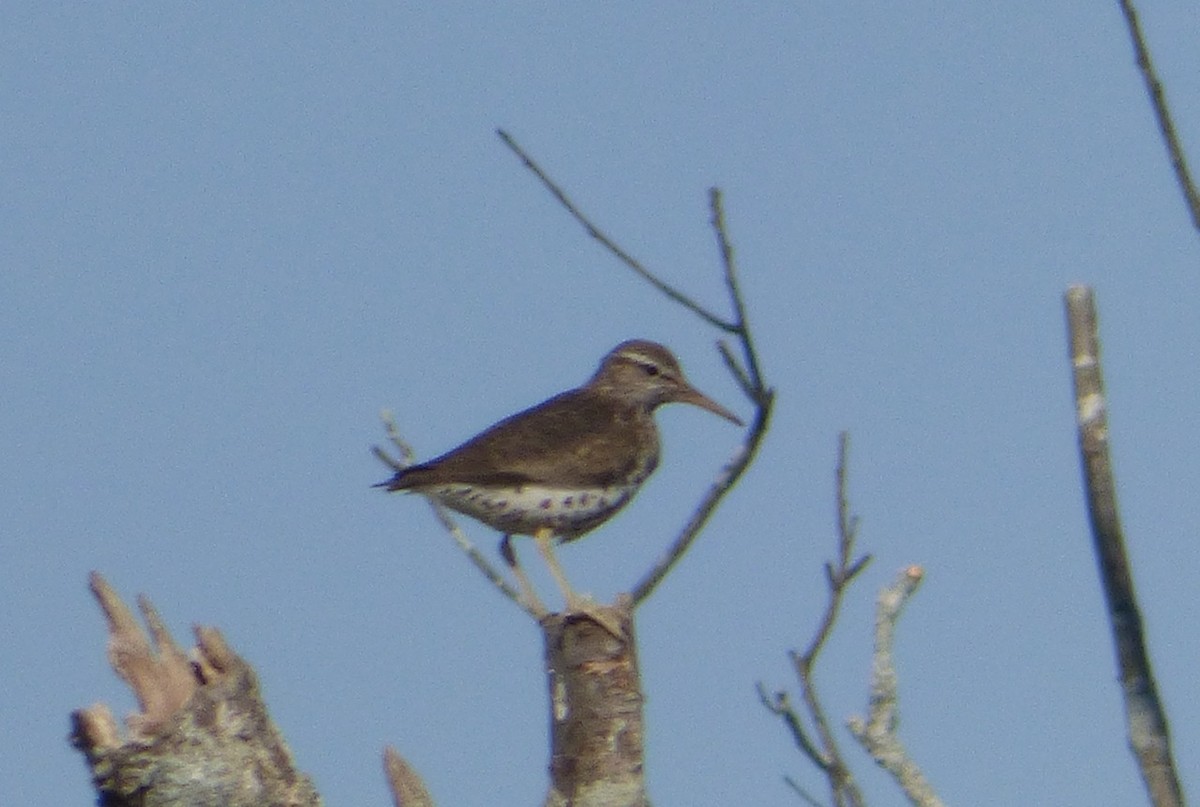 Spotted Sandpiper - Mary  McMahon