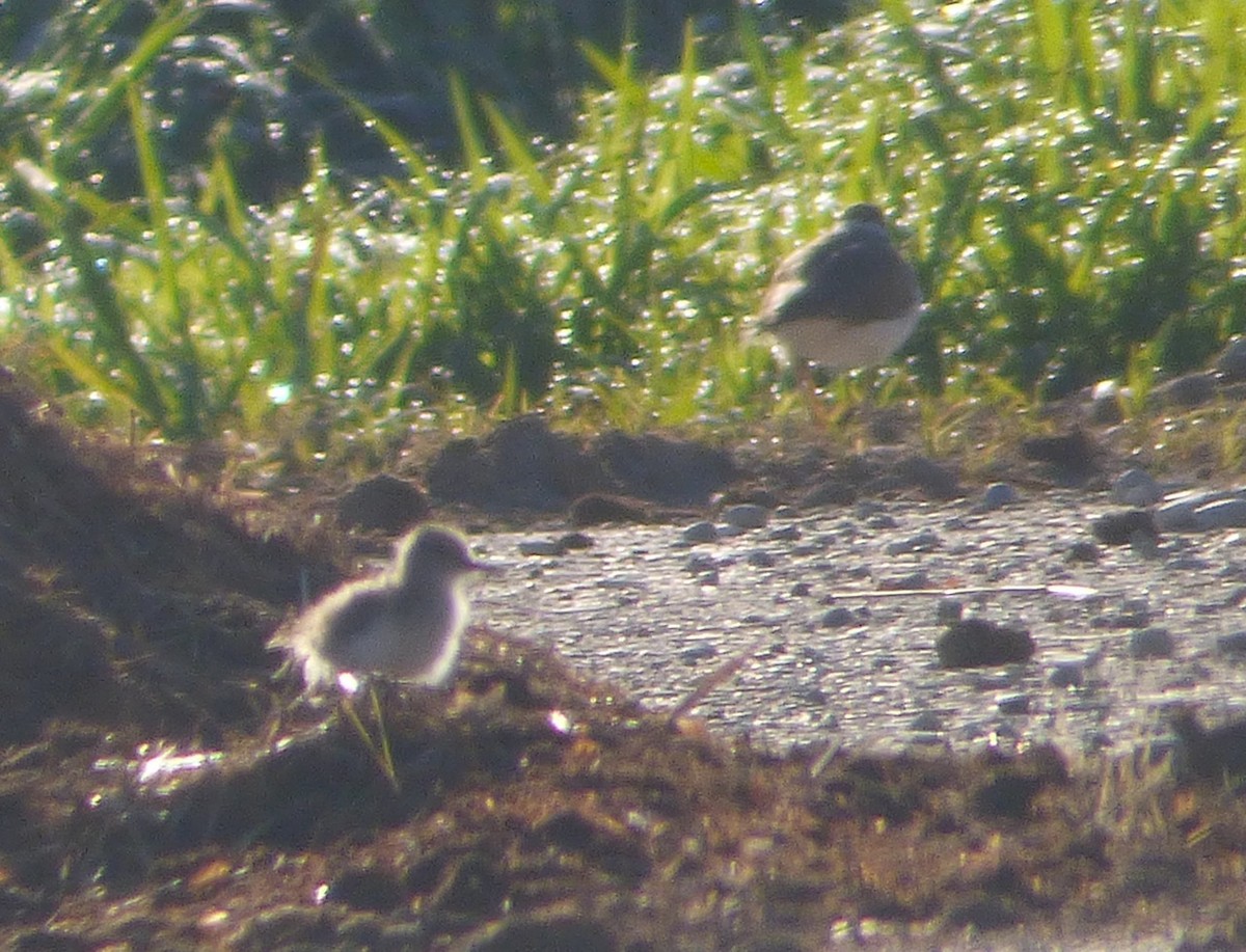 Spotted Sandpiper - Mary  McMahon