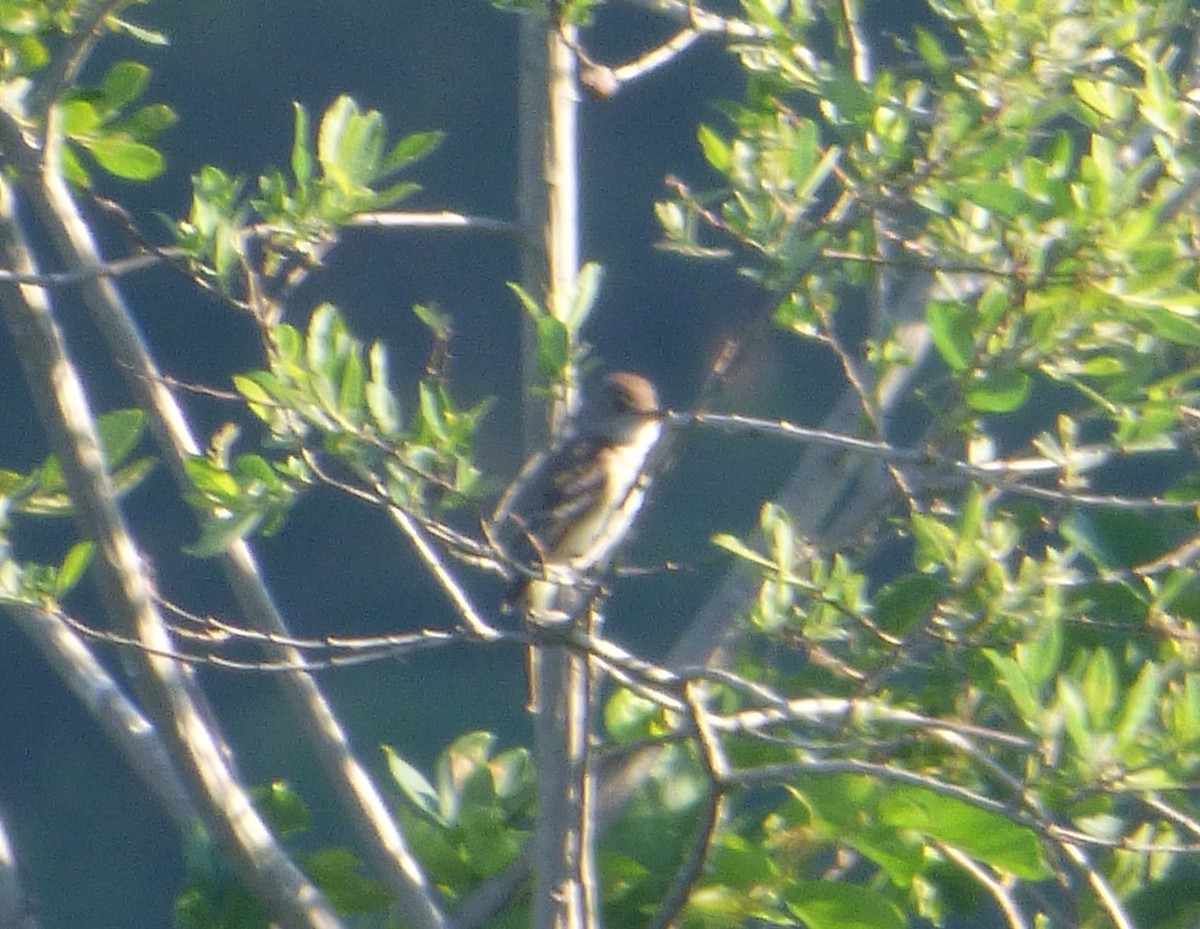 Willow Flycatcher - ML30859961