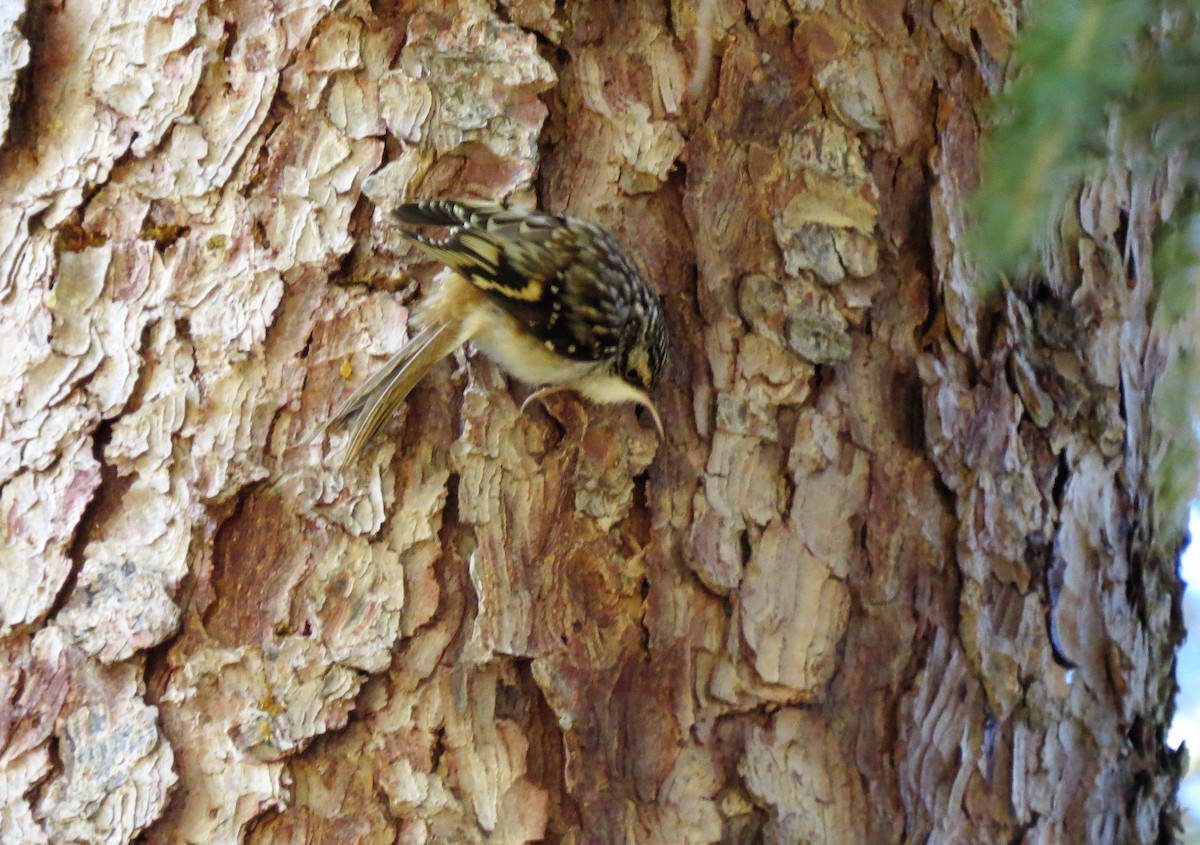 Brown Creeper - Herb Myers