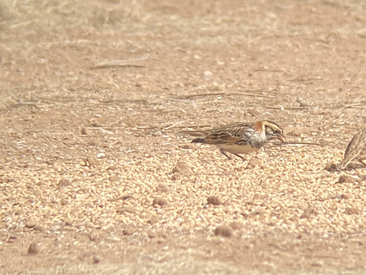 Lapland Longspur - ML308601241