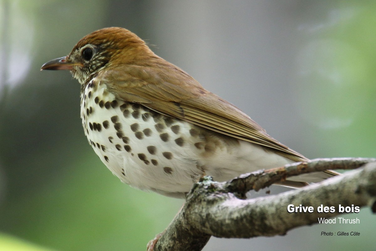 Zorzalito Maculado - ML308603551