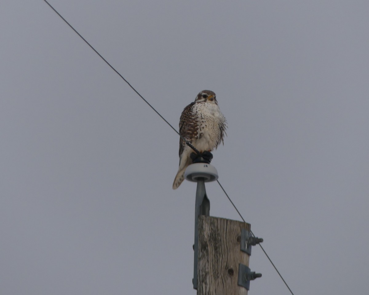 Prairie Falcon - ML308604501