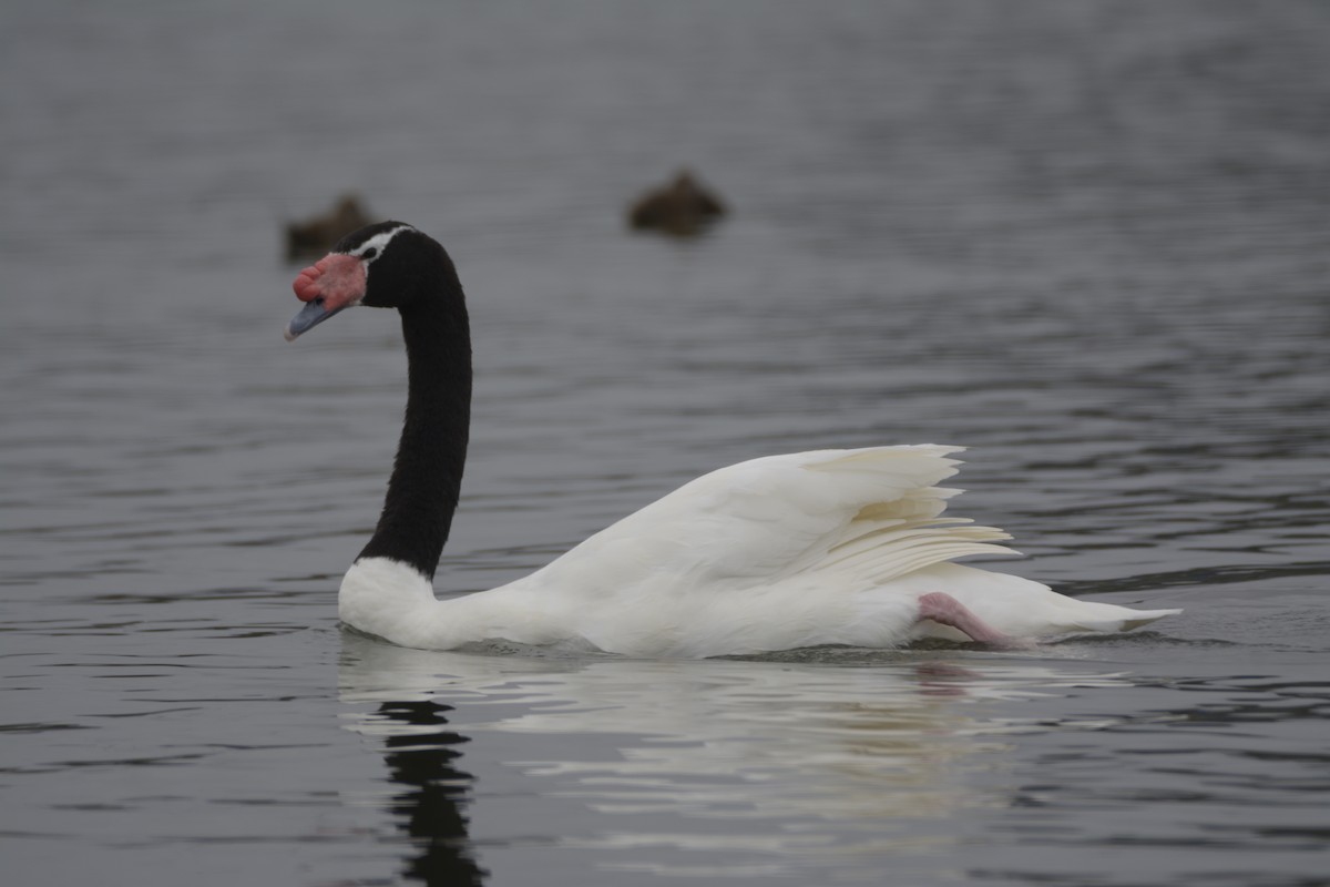 Black-necked Swan - Marisol Paz Oporto Fuentes