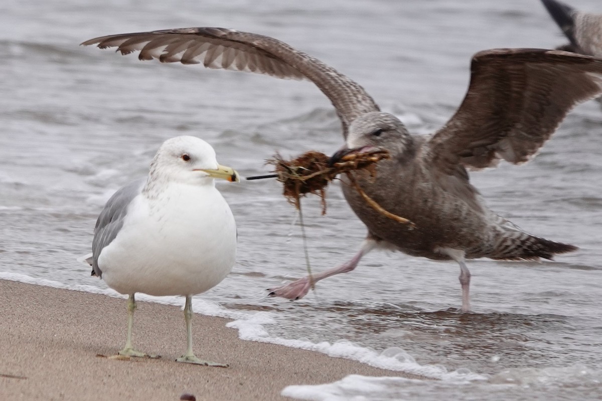 California Gull - ML308606911