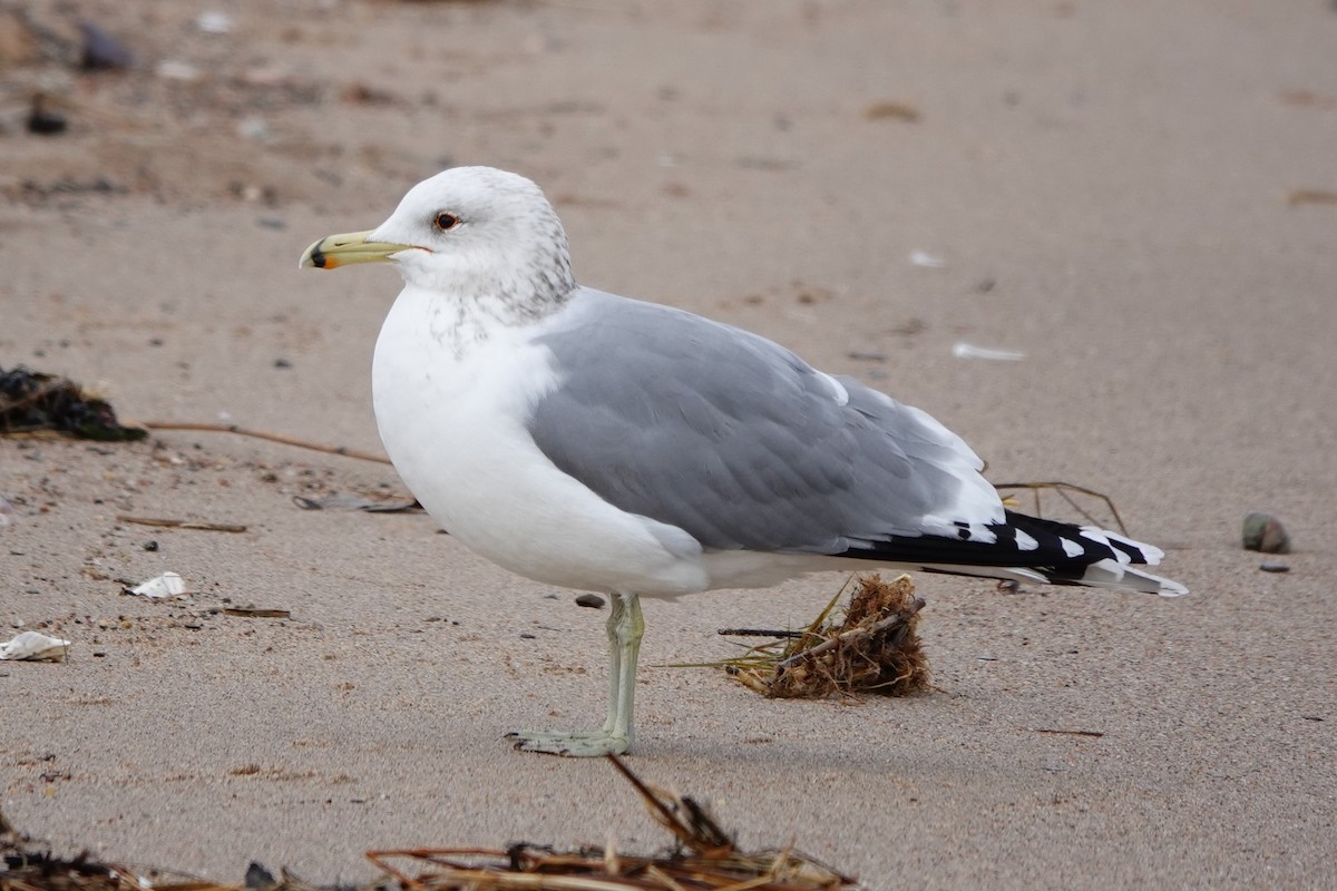 California Gull - ML308606951