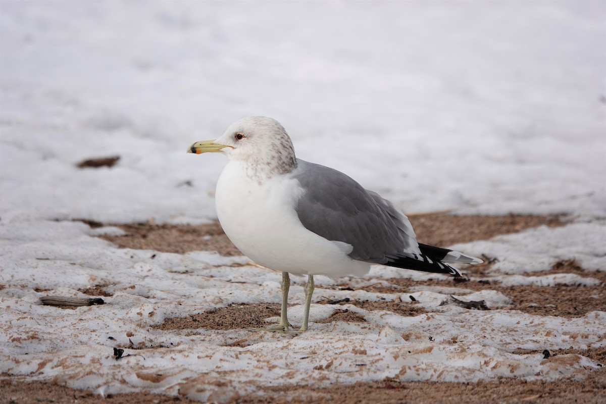 California Gull - ML308607001