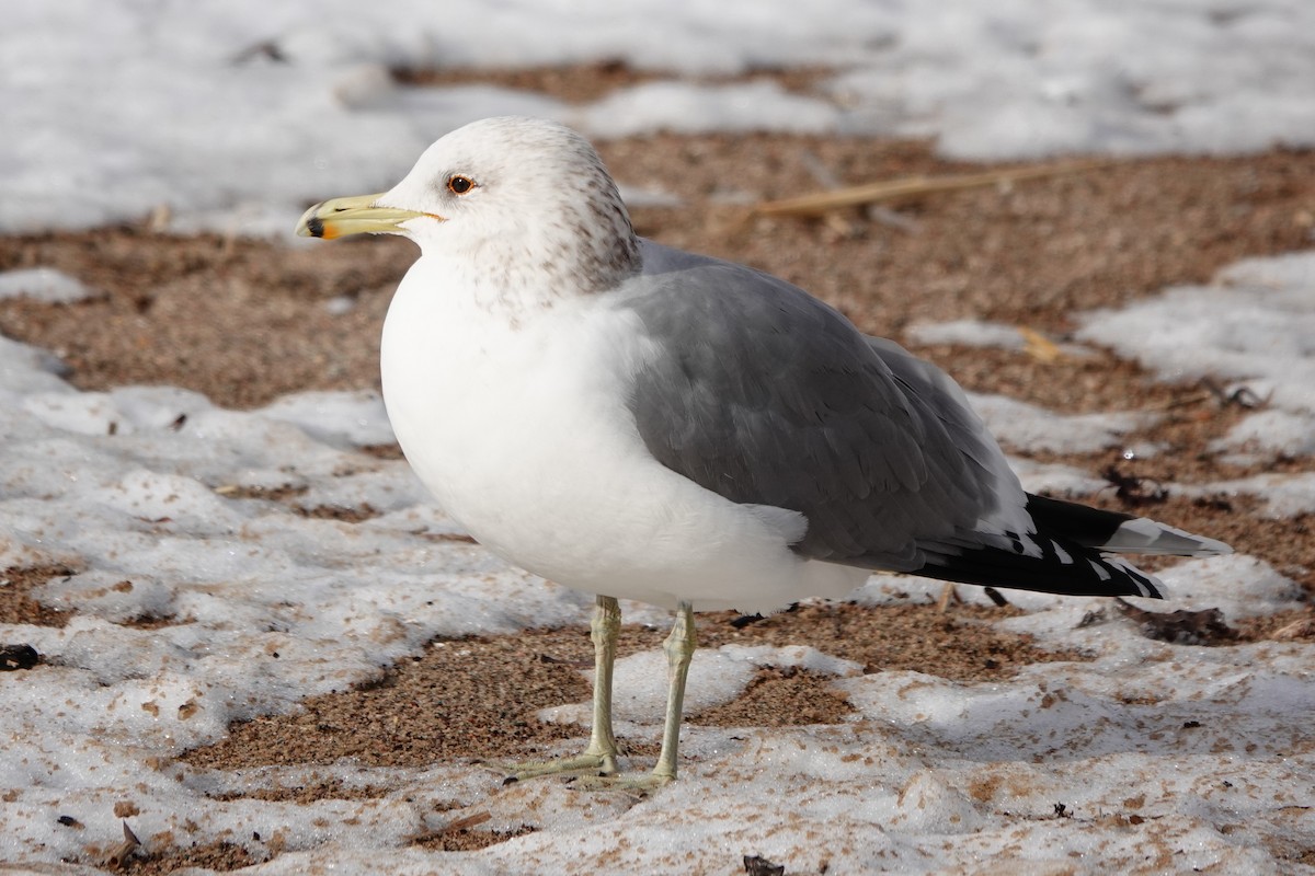 California Gull - ML308607021