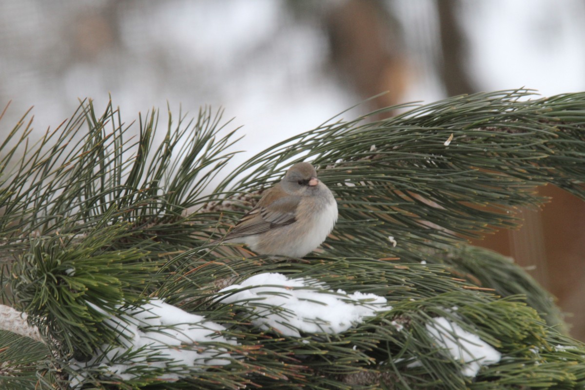 Junco Ojioscuro - ML308608671