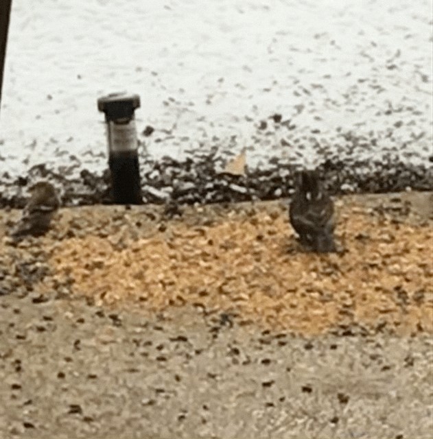 Sperlingsvogel, unbestimmt - ML308612691