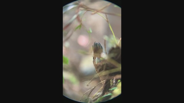 Rufous-vented Ground-Cuckoo - ML308613071